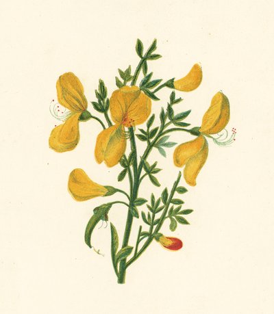 Közönséges seprű, Cytisus Scoparius (színes litho) alkotó: English School