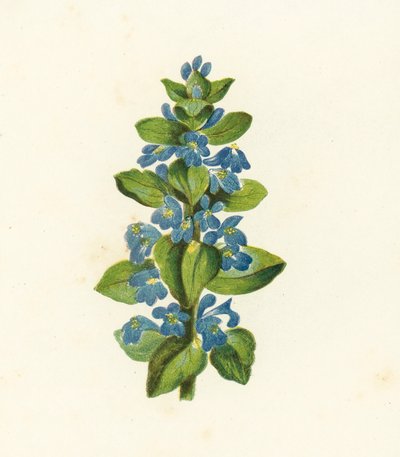 Közönséges bogár, Ajuga Reptans (színes litográfia) alkotó: English School