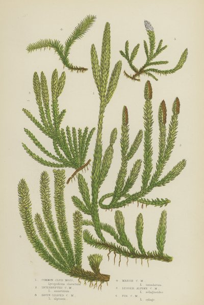 Common Club Moss, Interrupted Club Moss, Savin-Leaved Club Moss, Marsh Club Moss, Lesser Alpine (színes litho) alkotó: English School