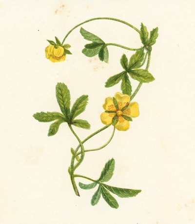 Közönséges kúszó cinkefű, Potentilla Reptans (színes litográfia) alkotó: English School