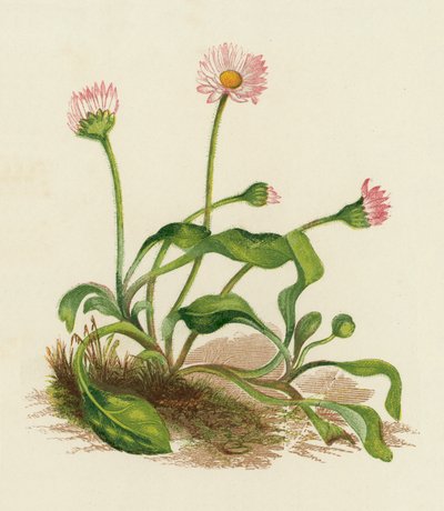 Százszorszép, Bellis Perennis (színes litográfia) alkotó: English School