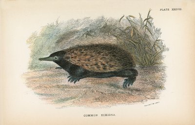 Közönséges Echidna alkotó: English School