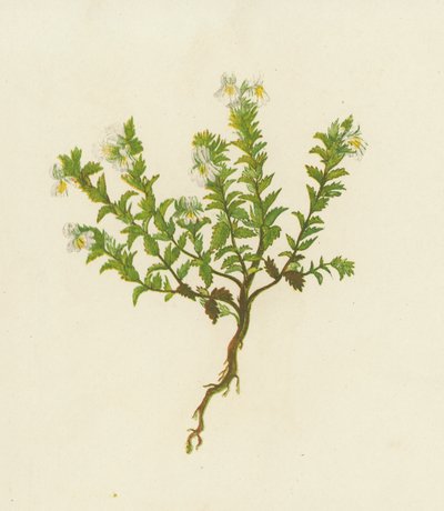 Közönséges szemfűzfű, Euphrasia Officinalis (színes litho) alkotó: English School