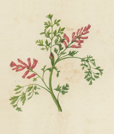 Közönséges fumitórium, Fumaria Officinalis (színes litho) alkotó: English School