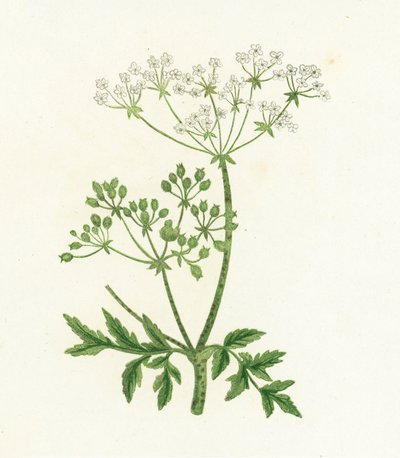 Közönséges vérfű, Conium Maculatum alkotó: English School