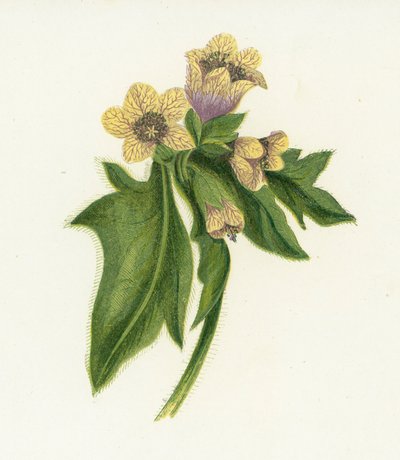 Közönséges tyúkhal, Hyoscyamus Niger alkotó: English School