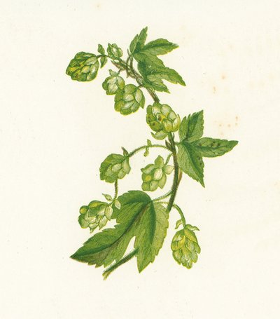 Közönséges komló, Humulus Lupulus alkotó: English School