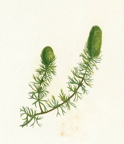 Hornblatt, Ceratophyllum Demersum von English School