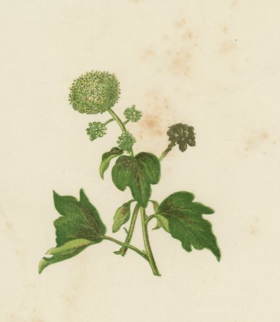 Common Ivy, Hedera Helix (színes litho) alkotó: English School