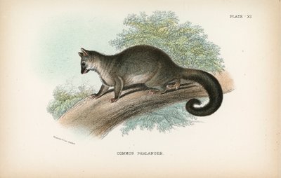 Közönséges phalanger alkotó: English School