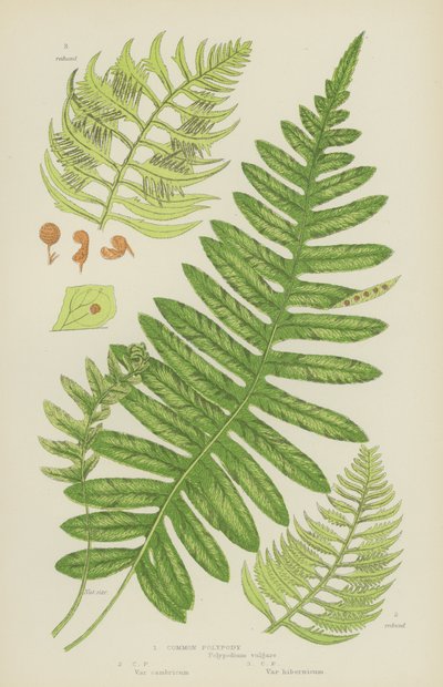 Közönséges polipody (színes litho) alkotó: English School