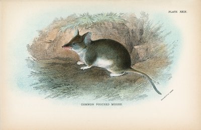 Közönséges Pouched Mouse alkotó: English School