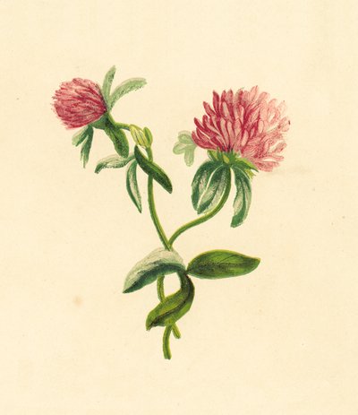 Közönséges lila levélfű, Trifolium Pratense alkotó: English School