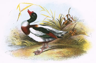 Közönséges Shelduck alkotó: English School