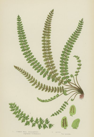 Common Wall Spleenwort (színes litho) alkotó: English School