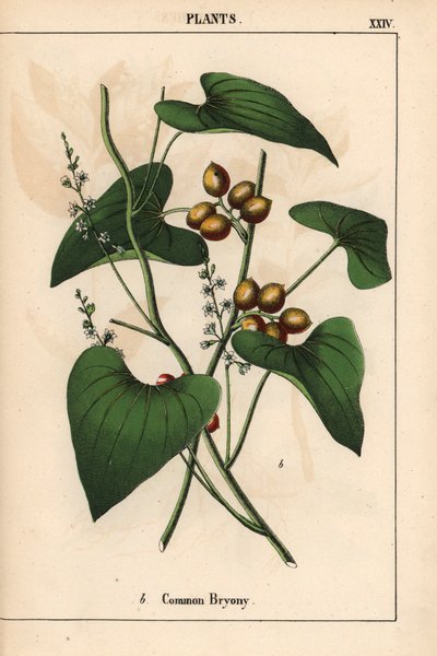 Közönséges bryony arany bogyókkal. Bryonia alba   , a "The Instructive Picturebook, or Lessons from the Vegetable World", [Charlotte Mary Yonge], Edinburgh alkotó: English School
