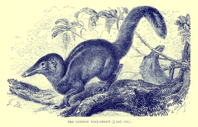 Közönséges facska, illusztráció a "The Royal Natural History"-ból (litográfia) alkotó: English School