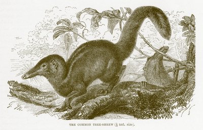 Közönséges cickány, illusztráció a The Royal Natural History-ból alkotó: English School