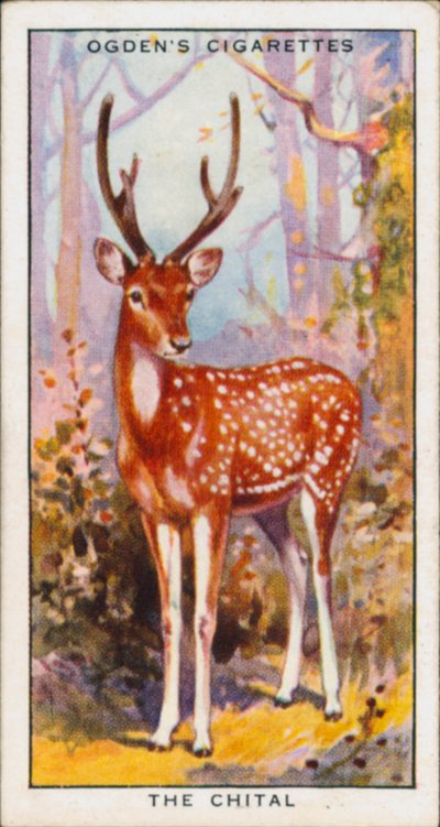 Rejtőzködő színek a védelemért, állatok, A chital (színes litográfia) alkotó: English School