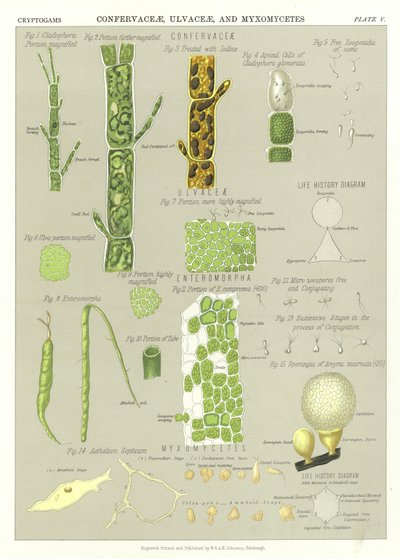 Confervaceae, Ulvaceae és Myxomycetes alkotó: English School