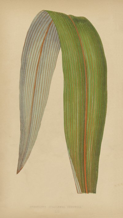 Cordyline (Dracaena) Osztatlan alkotó: English School