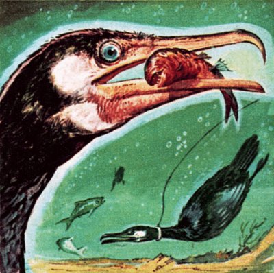 Kormorán alkotó: English School