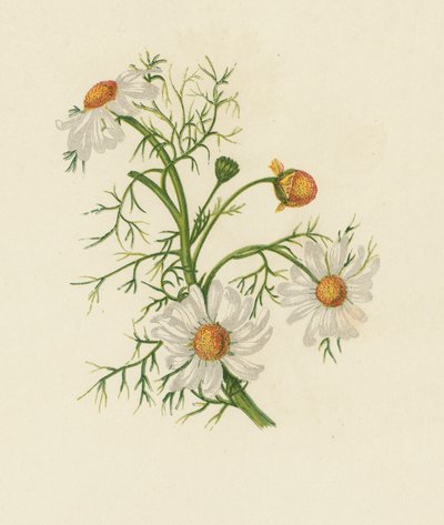 Kukoricafű, Pyrethrum Inodorum (színes litho) alkotó: English School