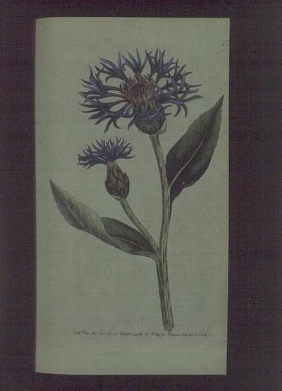 Búzavirág (Centaurea montana), 77. tábla William Curtis "The Botanical Magazine" (vagy "Flower Garden Displayed") című művéből, kiad. 1789-90 (metszet) alkotó: English School