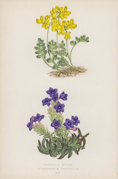 Kis koronák; Lithospermum Prostratum (színes litho) alkotó: English School