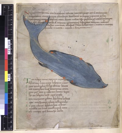 Cotton Tiberius B. V, I. ​​rész fol.38v Delphinus csillagkép a 