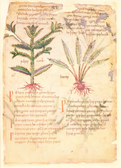 Cotton Vitellius C.III fol.30 Illusztrációk a Wulfes Cambról és Henepről, a „Dioscorides” című óangol gyógynövényből, eredetileg Apuleius (123-80) (vellum) alkotó: English School