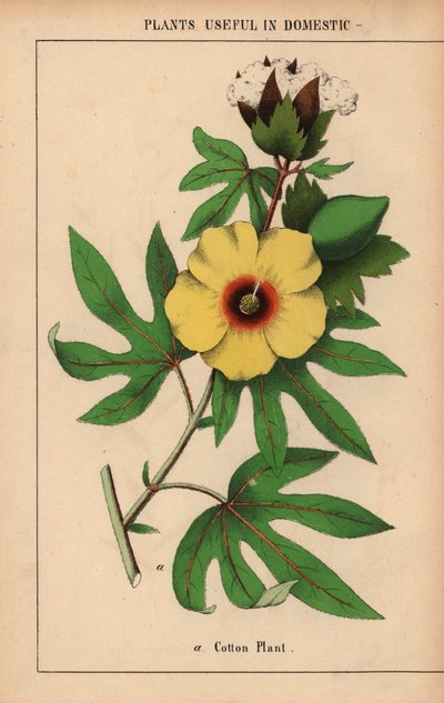 Pamut növény, sárga virággal és fehér vattacsomóval.  , a "The Instructive Picturebook, or Lessons from the Vegetable World", [Charlotte Mary Yonge], Edinburgh alkotó: English School