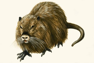 Coypu alkotó: English School