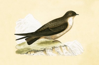 Crag Swallow, illusztráció Charles Robert Bree (1811-86) „A History of the Birds of the Birds of Europe Not Observed in the British Isles” című művéből, 1867-ben. alkotó: English School