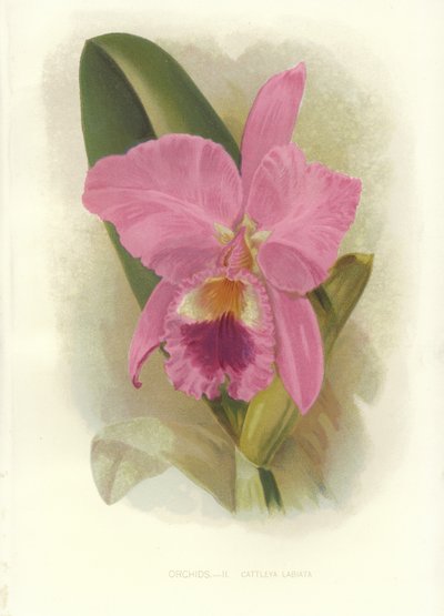 Bíbor Cattleya alkotó: English School
