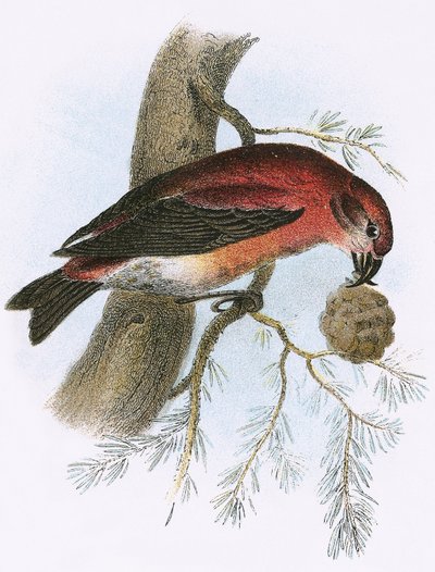 Crossbill alkotó: English School