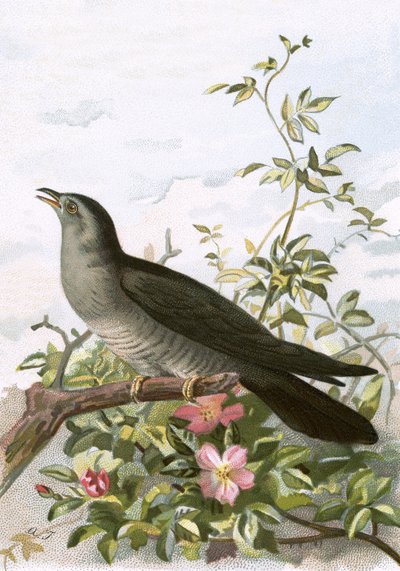 Kakukk alkotó: English School