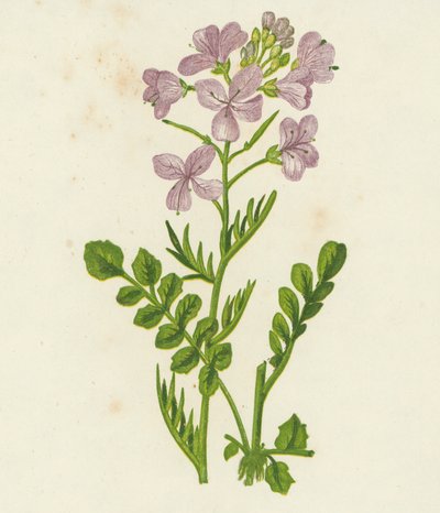 Kakukkvirág, Cardamine Pratensis (színes litográfia) alkotó: English School