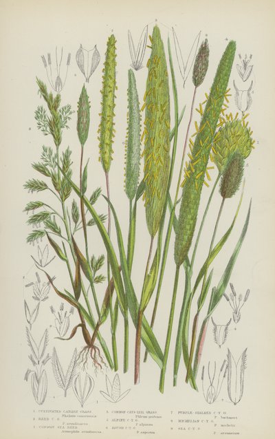 Termesztett kanárifű, nádi nádfű, közönséges tengeri nád, közönséges macskafarkú fű (színes litho) alkotó: English School