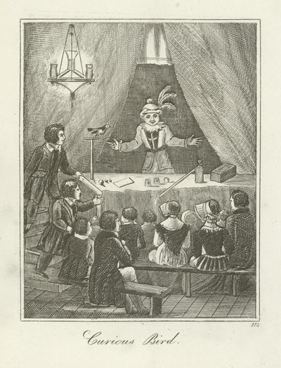 Kíváncsi madár alkotó: English School
