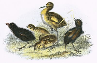 Curlew, Land Rail, Partridge és Moor Tyúk (az óramutató járásával megegyező irányban) alkotó: English School