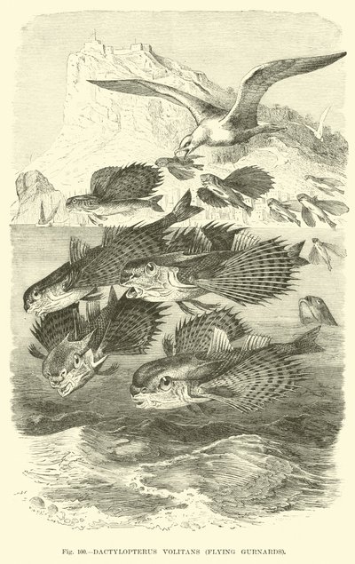 Dactylopterus Volitans, Flying Gurnards alkotó: English School