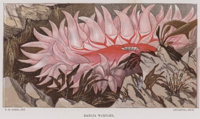 Dahlia Wartlet (színes litográfia) alkotó: English School