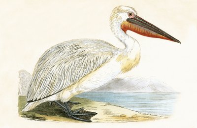 Dalmát pelikán, illusztráció Charles Robert Bree (1811-86) "A History of the Birds of Europe Not Observed in the British Isles" című, 1867-ben megjelent művéből. alkotó: English School