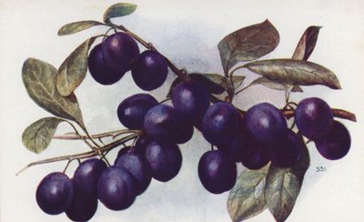 Damson, "The Merryweather" (színes litográfia) alkotó: English School