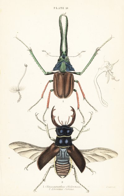 Darwin bogár, Grant szarvasbogár vagy chilei szarvasbogár, Chiasognathus grantii 1 és európai szarvasbogár, Lucanus cervus 2 alkotó: English School