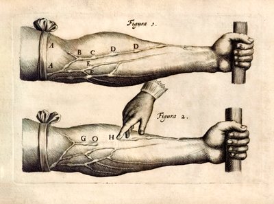De Motu Cordi, Sanguinis az Animalibusban (A szív és a vér mozgása az élőlényekben), William Harvey (1578-1657) először 1628-ban jelent meg, és bemutatja az alkar vénák hálózatát, amely egyirányú billentyűket tartalmaz. alkotó: English School