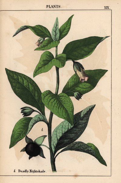 Halálos nadálytő   , a "The Instructive Picturebook, or Lessons from the Vegetable World", [Charlotte Mary Yonge], Edinburgh alkotó: English School
