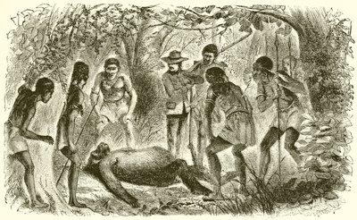 Du Chaillus első gorilla halála alkotó: English School