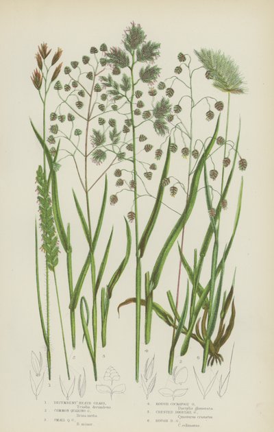 Decumbent Heath Grass, Common Quaking Grass, Small Quaking Grass, Rough Cocksfoot Grass (színes litho) alkotó: English School